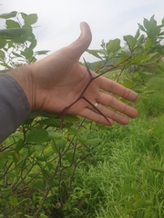 Crataegus macracantha