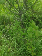Crataegus macracantha