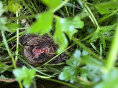 Junco hyemalis shufeldti