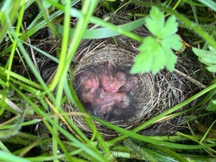 Junco hyemalis shufeldti