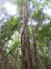 Tetragastris altissima