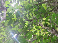 Tetragastris altissima