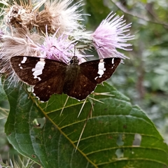 Celaenorrhinus dhanada