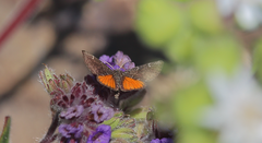 Lachnocephala vellosata