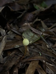 Mycena chusqueophila