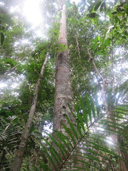 Brosimum guianense