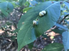 Phylloxera caryaecaulis