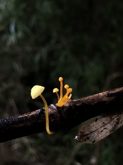 Mycena chusqueophila