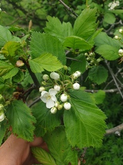 Crataegus macracantha