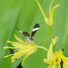 Trichodezia albovittata