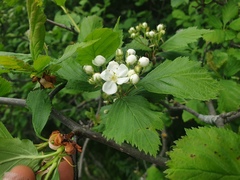 Crataegus macracantha