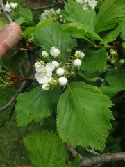 Crataegus macracantha