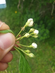 Crataegus macracantha