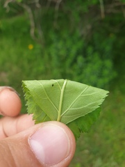 Crataegus macracantha
