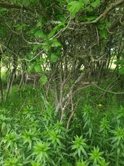 Crataegus macracantha