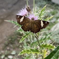 Celaenorrhinus dhanada