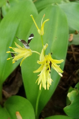 Trichodezia albovittata