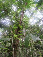 Geissospermum reticulatum