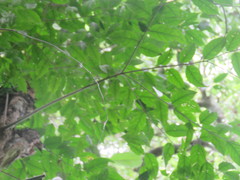 Geissospermum reticulatum