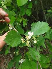 Crataegus acutifolia
