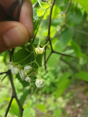 Crataegus acutifolia