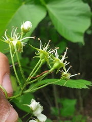 Crataegus acutifolia