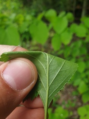 Crataegus acutifolia