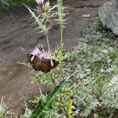 Celaenorrhinus dhanada
