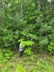 Crataegus acutifolia