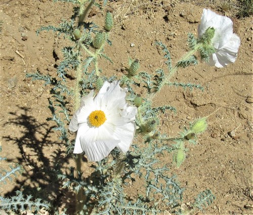 Southwestern pricklypoppy (Argemone pleiacantha)