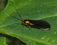 Mathildana newmanella