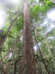 Terminalia amazonia