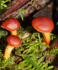 Cortinarius austrocinnabarinus