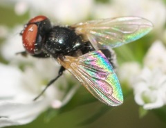 Phasia aldrichii