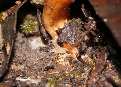 Cortinarius austrocinnabarinus