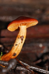 Cortinarius austrocinnabarinus