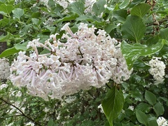 Syringa josikaea