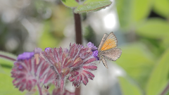 Lachnocephala vellosata