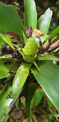 Tillandsia heliconioides