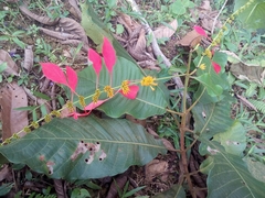 Warszewiczia coccinea