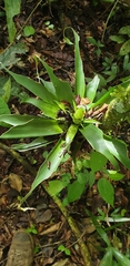 Tillandsia heliconioides