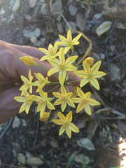 Triteleia ixioides ixioides