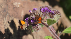 Lachnocephala vellosata