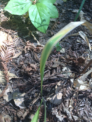 Triteleia ixioides ixioides