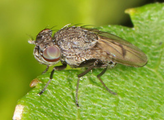 Paralimna punctipennis