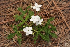 Cnidoscolus stimulosus