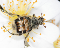 Trichiotinus affinis