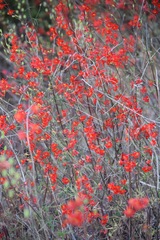 Delphinium cardinale