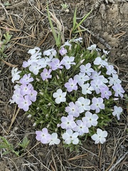 Phlox multiflora