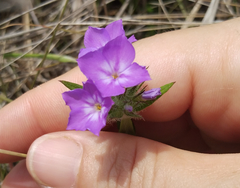 Phlox amoena